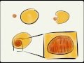 Cool Video:  Mitochondrial Eve