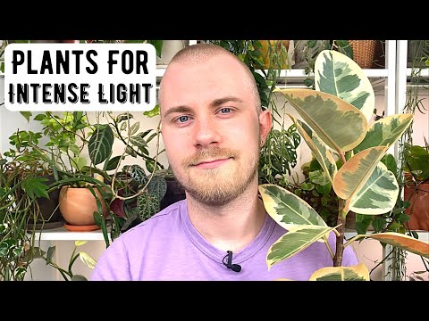 Video: Høj lys indendørs planter