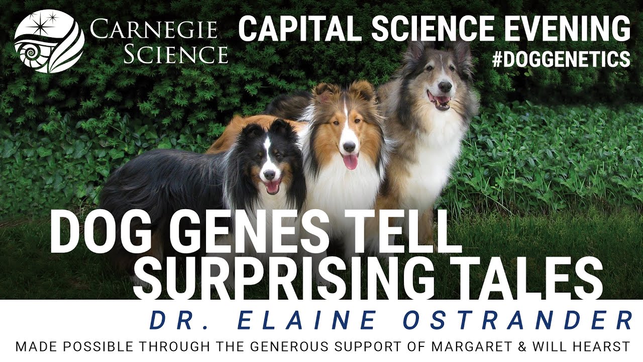 The First Dog: Genes Reveal Behavior Came First