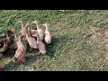 amaader desi hanser bacha, no machine use, naturally born duck chicks. Howrah Amta