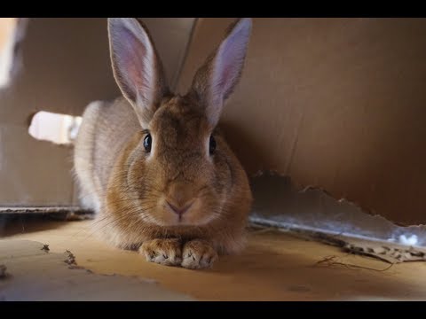 Video: Hvordan Man Bestemmer Alderen På En Dekorativ Kanin