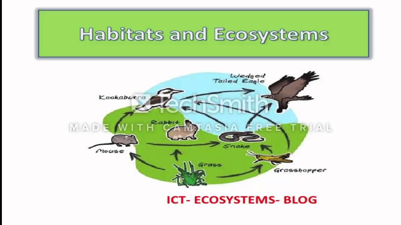 Unit 3 Animal Habitats YouTube