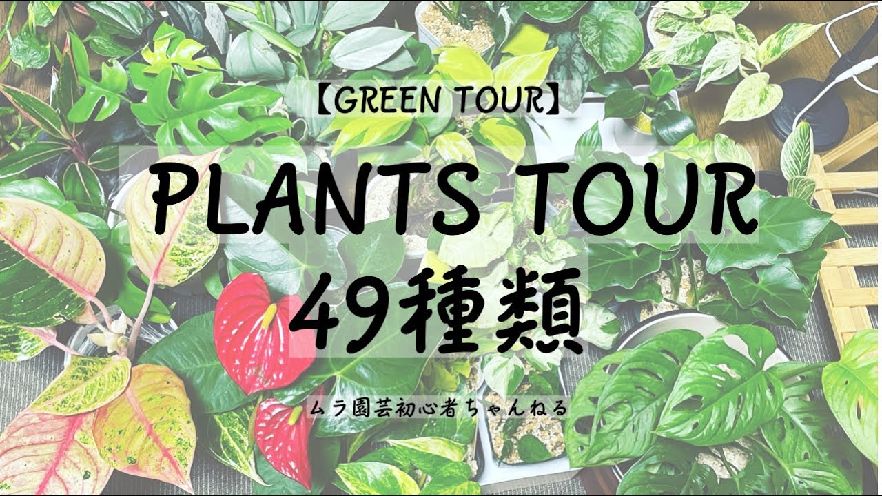 【観葉植物】育てる観葉植物数えながら紹介してたら49種類もあった！【 PLANTSTOUR】