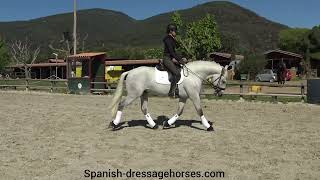 Beautiful Quality PRE stallion for upper dressage