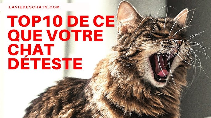 anti puces naturel pour votre chat 🐱 Terre de Diatomée 