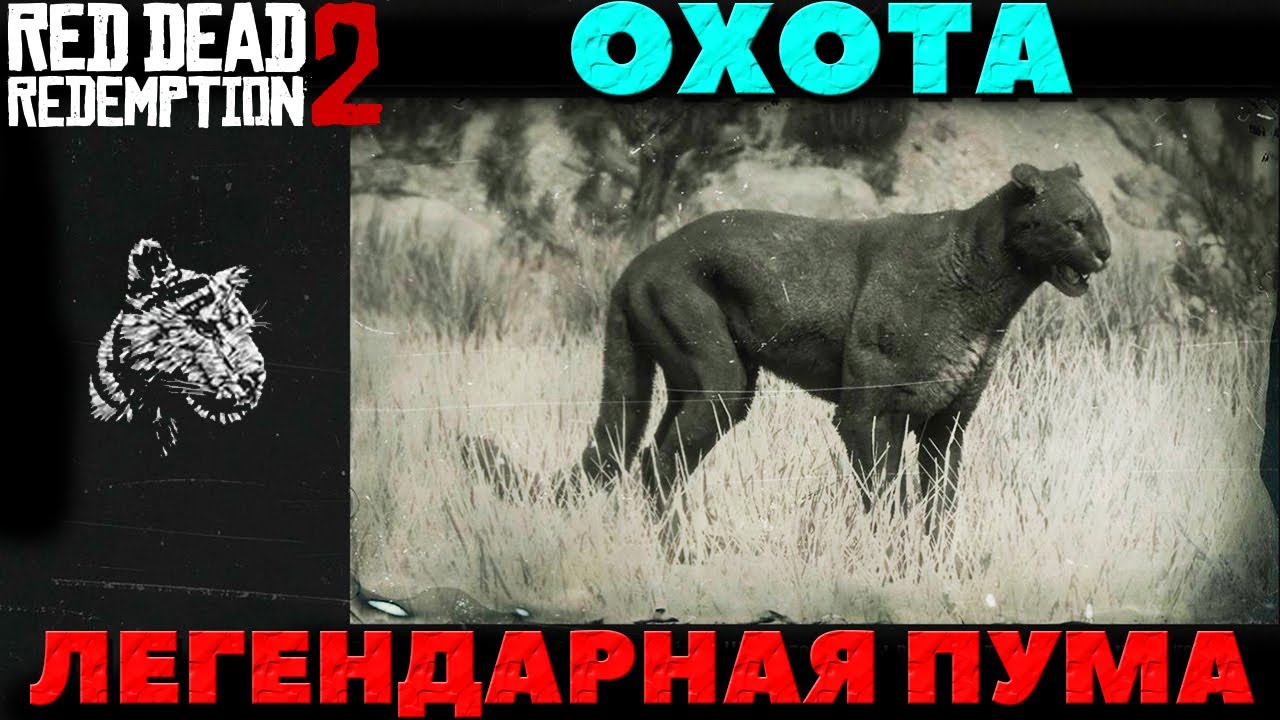 Легендарный бизон. Легендарная Пума rdr 2. Red Dead Redemption 2 превосходная шкура Пумы. Rdr 2 легендарная Пума и пантера. Rdr2 шкура легендарной Пумы.