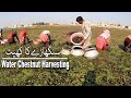 ||Chestnuts Harvesting in LAHORE🇵🇰 || Sanghara Most Profitable For Farmers