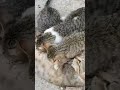 Дозаправка котов. Хайфа.