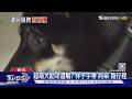 疑遭棄養! 黃國昌「金釵」幫選民顧超萌黑柴｜TVBS新聞 @TVBSNEWS01