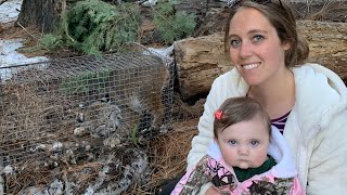 Taking My Seven Month Old Daughter Out To See Her First Trapped Bobcat! She Loved It!!!