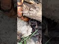 Wolf spider…￼