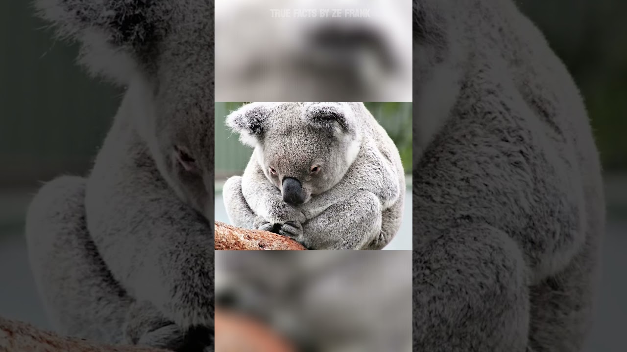koalas in the rain - YouTube
