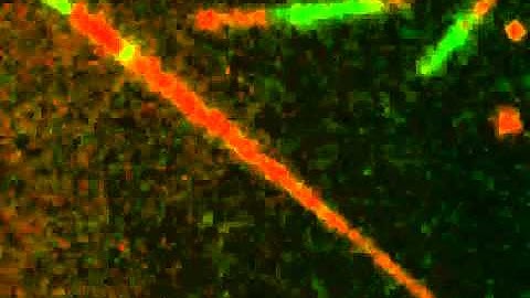 Molecular Biophysics of Mitosis: Truncated CENP-E kinesin falls off the dynamic microtubule tip