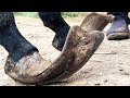 Donkey hoof is so crazy its amazing that the hoof hasnt been repaired in 9 years