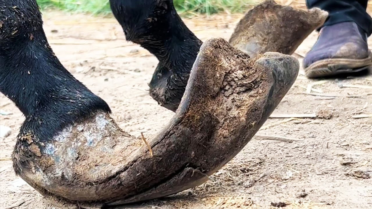 Donkey hoof is so crazy Its amazing that the hoof hasnt been repaired in 9 years