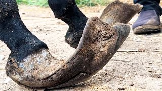 Donkey hoof is so crazy! It’s amazing that the hoof hasn’t been repaired in 9 years!