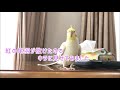 紅の尾羽が抜けたのでキラに見せてみたよ