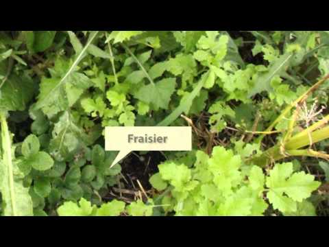 02 Agriculture naturelle et permaculture