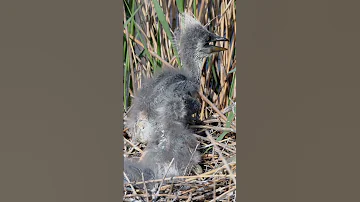 Птенцы серой цапли | Nestlings of grey heron