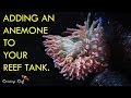 Adding an Anemone to your reef tank
