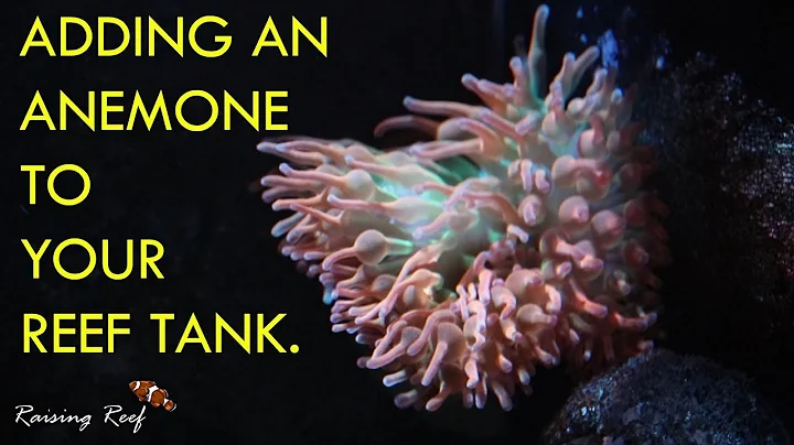 Mercan resifinize bir deniz anemonu ekleyin