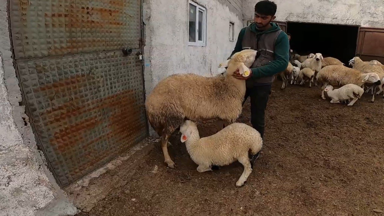 koyunlarımız sonunda meraya kavuştu