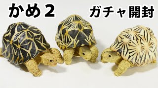 かめ２【開封動画】絶滅危惧種のホウシャガメが出たよ。ガチャガチャだんごむしシリーズ 最新作 【バンダイ】 フィギュア ガシャポン capsule toy japan Turtle bandai