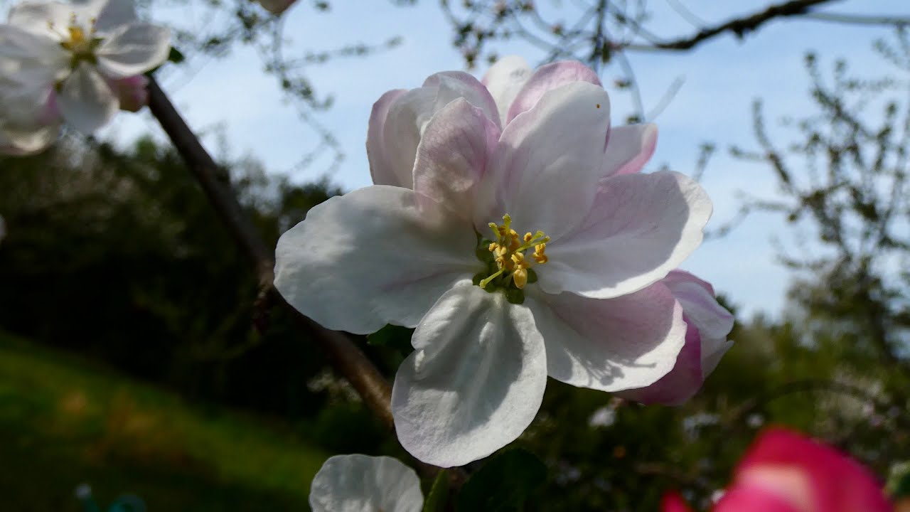 Apfel Blüten (Malus) Virtueller Rundgang durch die schönsten Gärten