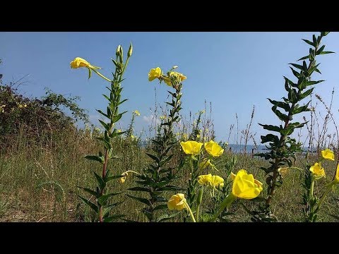 Video: Enotera Toårig