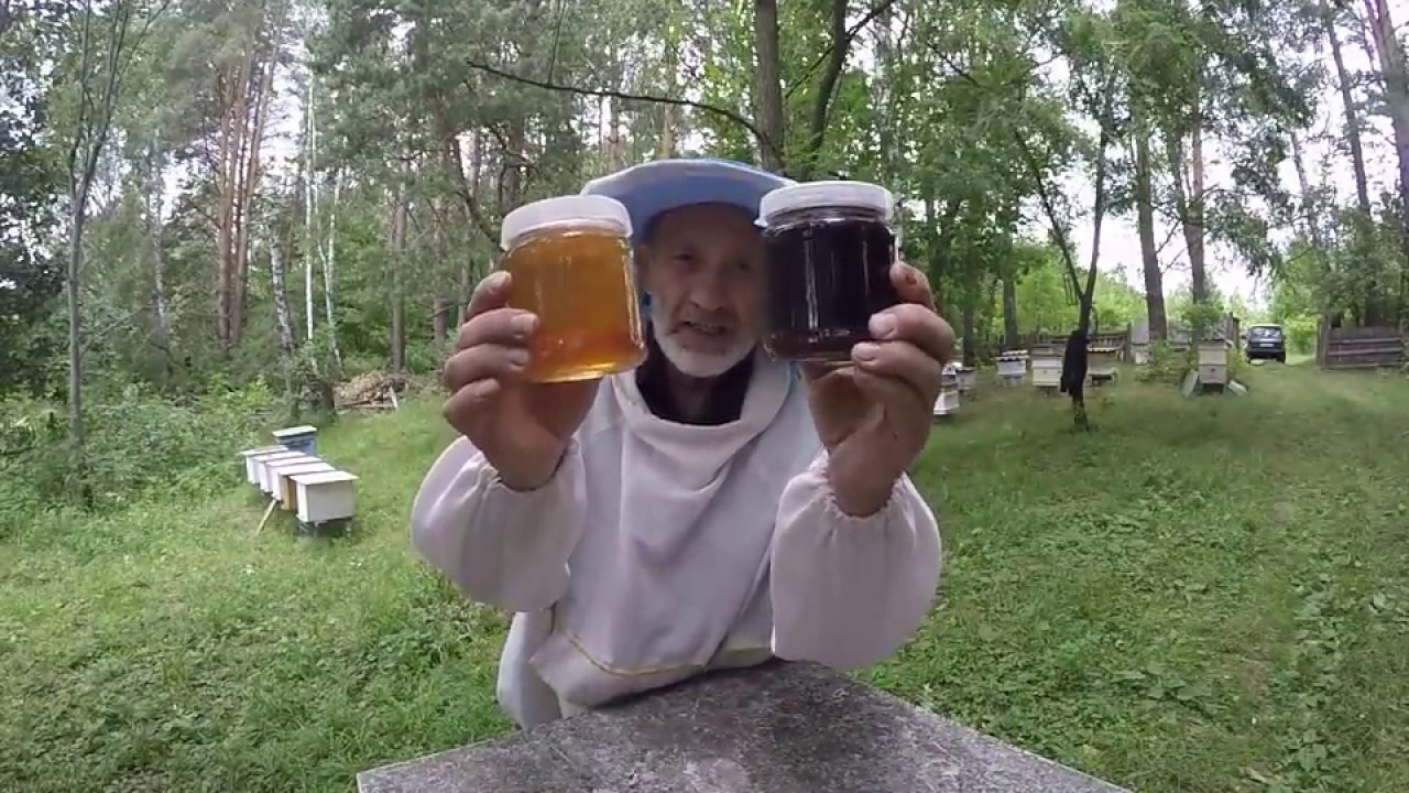 ПАДЕВЫЙ МЕД. ЧТО ЭТО ТАКОЕ.