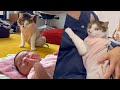 猫と赤ちゃんが初めて会った時の反応、まさかの猫が赤ちゃんがえり!?