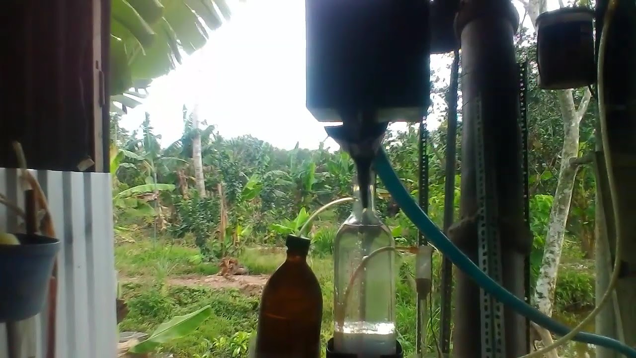 Tinh dầu bưởi trị rụng tóc tốt nhất trong các loại tinh dầu video đang chưng cất | Khái quát các nội dung liên quan đến tinh dau buoi nguyen chat mới cập nhật