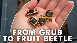 THE AFRICAN FRUIT BEETLES HAVE HATCHED | Pachnoda Marginata