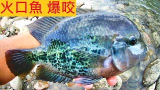 【台北景美溪】颱風過後火口魚爆咬#無敵大麥蟲#花羅漢 