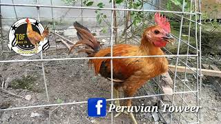 Ayam Peruvian calpara umur empat bulan terjual 2, 5 juta .