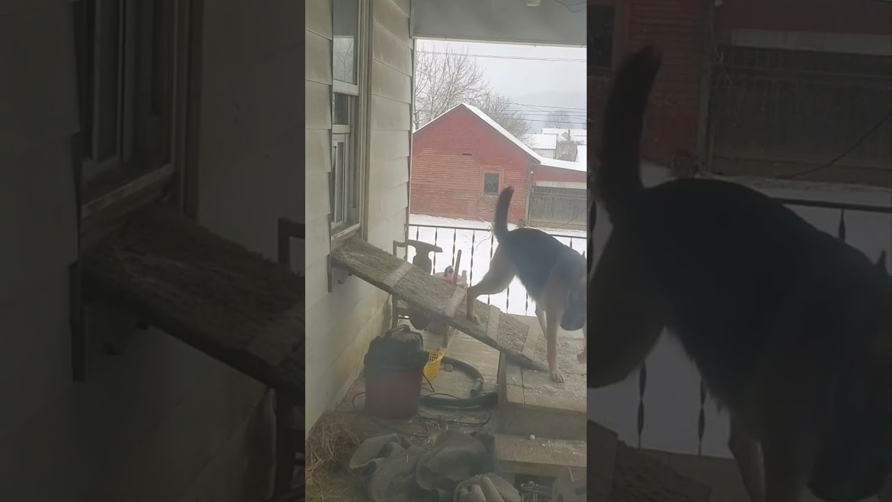 🤣 German Shepherd TOUGH dog door