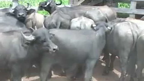 Qual o conceito aplicado para as búfalas amas na criação?
