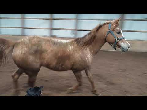 Video: AraAppaloosa Horse ցեղատեսակի հիպոալերգենային, առողջության և կյանքի տևողություն