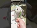 Bunny Wins… Human Loses 😂🐰 #rabbit #bunny #shorts #bunnyeating #rabbiteating