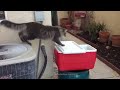 Funny cat videos try not to laugh