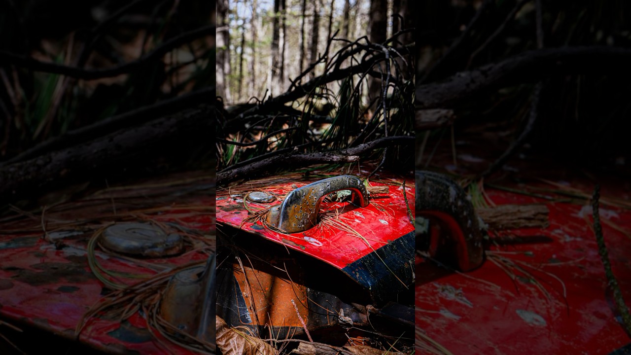 Walk threw the forest 