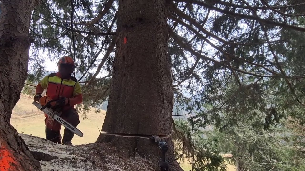 Podiranje travniških smrek (STIHL MS 500i)