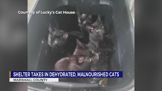 Marshall County, TN shelter takes in malnourished cats by WKRN News 2 88 views 10 hours ago 2 minutes, 16 seconds