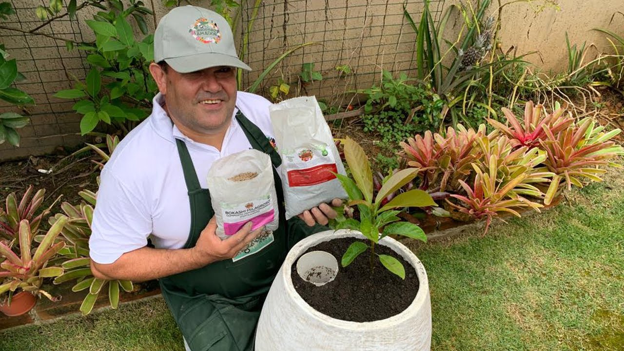 Para saber o passo a passo para plantar abacate em vaso, assista esse