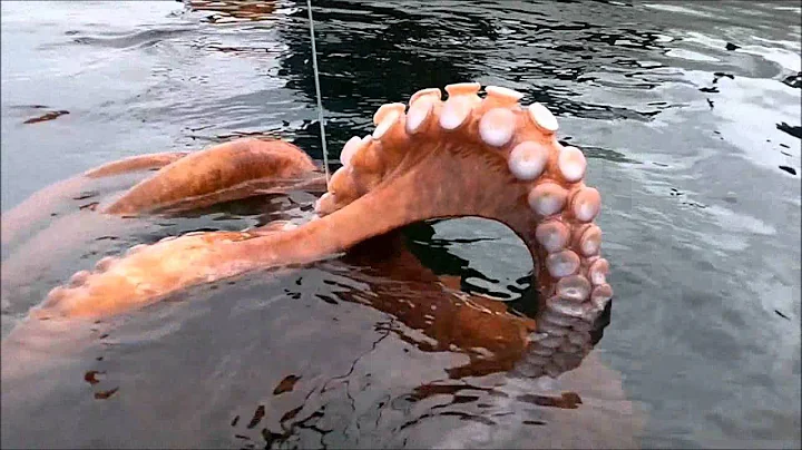 Amazing Hunting Giant Octopus Underwater, Diving under the sea to Catch Big Octopus!!!