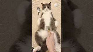 お気に召したようです😌｜PECO #ブリティッシュショートヘア #猫 #猫動画 #猫のいる暮らし #britishshorthair #cat #catlover #catvideos
