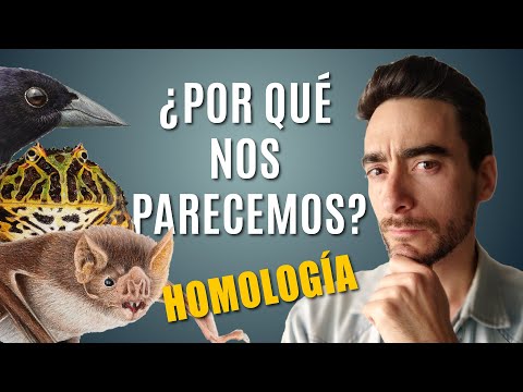 Video: ¿Qué significa homología?