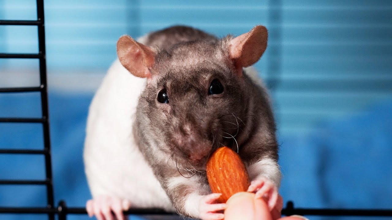 How to Care for Your Rat's Teeth | Pet Rats 