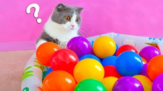 Do Cats Like Ball Pits? | Compilation