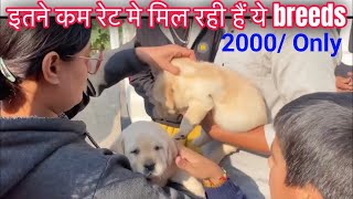 Cheapest Dog Market in India😄||Dog price list 2024| Dogs Under 2000/ #doglover #trending